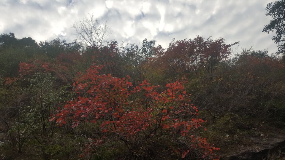 杨家墁风光18